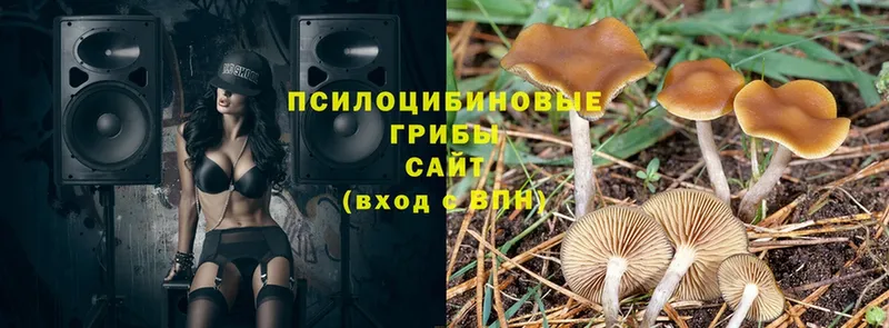 как найти   Борзя  Галлюциногенные грибы Psilocybine cubensis 